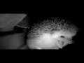 Sneezing Hedgehog Explosion Meme BETTER QUALITY