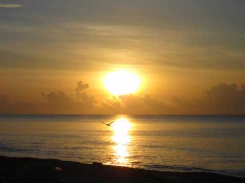 2CELLOS - Fields Of Gold