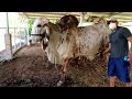 Una manaña en una Hacienda de El Salvador