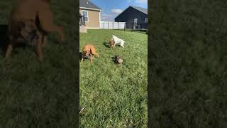 Video preview image #1 Boxer-Unknown Mix Puppy For Sale in Burnsville, MN, USA