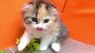 スコティッシュフォールドの動画01