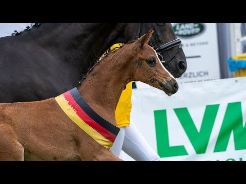 Trailer Westfälische Fohlen-Auktion 2019/Dressur