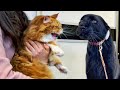 Panther Luna S Reaction To A Real Cat