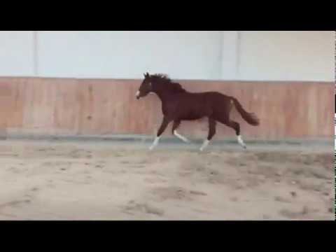 OL Hengst von Don Olymbrio x Florestan