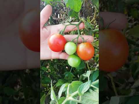 バハハチェリートマトの植え方は？おいしい収穫のための素早く簡単な手順は次のとおりです  庭園
