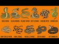 Every VENOMOUS Snake Species, Explained