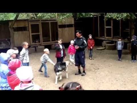 Первый А гимназии 1 города Оренбурга в гостях у Хаски н