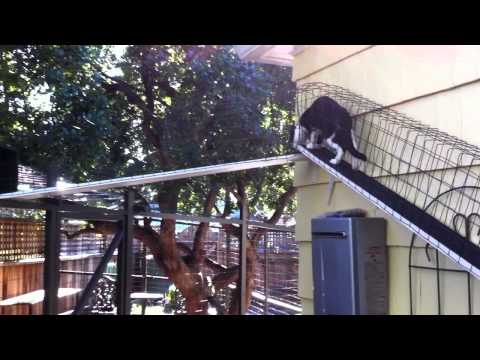 Meeth Cat-O-Sphere (part 2)