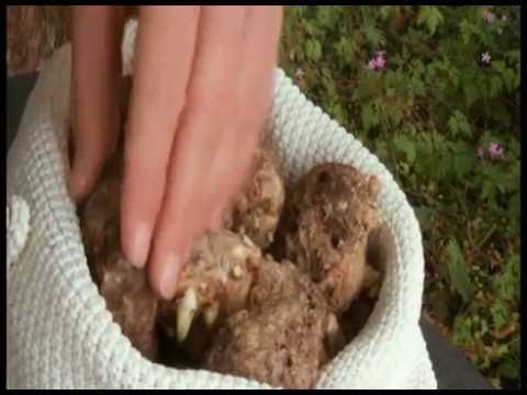Come prendere unanalisi del sangue su preparazione di parassiti A che sognare vermi vomitanti