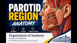 Parotid Region Anatomy