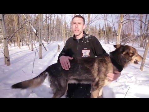 La Minute Musher - Épisode 7 : La Yukon Quest