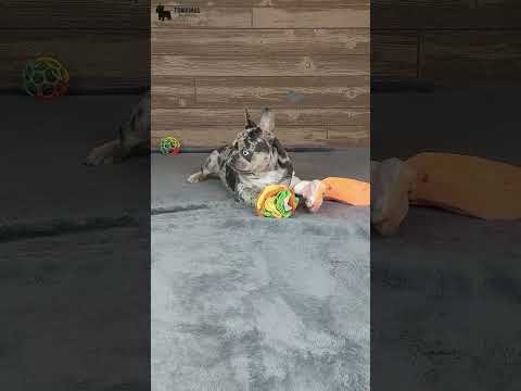 Video 2