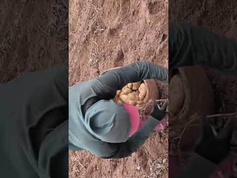 colheita de batata na cidade de buri são Paulo aqui os nordestinos são pressão