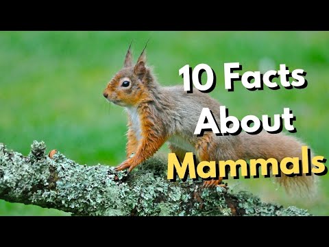 10 Facts About Mammals Everyone Should Know