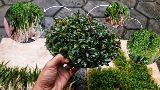 5 Tanaman Aquascape untuk pemula yang mudah dirawat,Tanpa injeksi co2