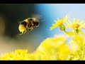 Cyril Morin - Bumblebee