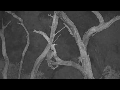 Djuma: Grey Heron calling - 00:24 - 03/23/20