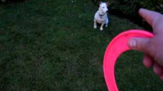 preview picture of video 'Jack Russell Stay Command'