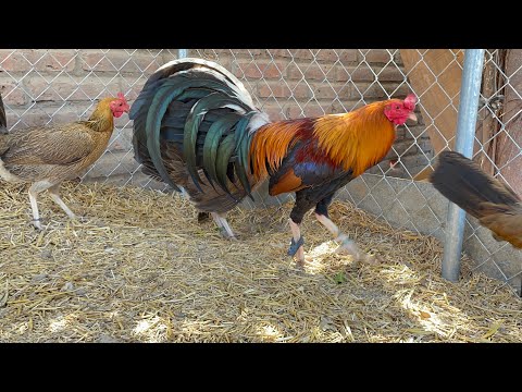 LARRY ROMERO | ALBANY - JOE SANFORD  | KELSO - LEIPER HATCH | GARY GILLIAM