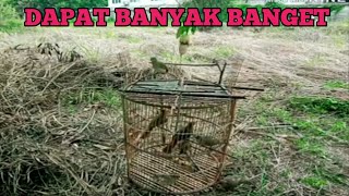 Download lagu Pikat burung merbah belukar,langsung dapat banyak.!!! mp3
