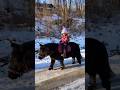 Trail ride in SNOW❄️ #shortsvideo #pony #equestrian