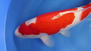 video van Nidan Kohaku 2306022