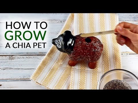 How to Grow a Chia Pet