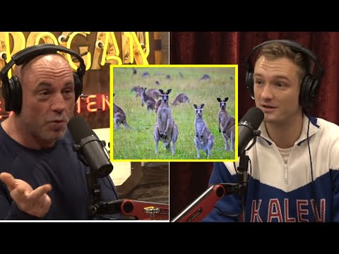 Australia Has A Kangaroo Problem | Joe Rogan & Ari Matti