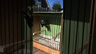 Download lagu Black Siskin Henn Schwarzzeisig Henne mp3 Download lagu Black Siskin Henn Schwarzzeisig Henne mp3