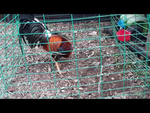 1/2 Albany 1/2 Sweater