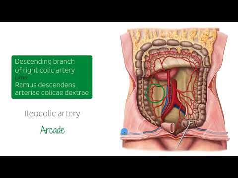Artery of large intestine 