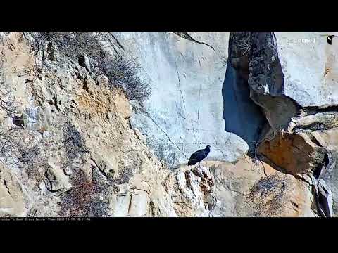 All Three Condors Take Off In Succession in Hutton's Bowl – Oct. 14, 2018