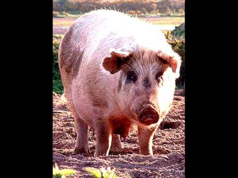 Michael Hurley & The Chabs : Hog Of The Forsaken (Live)