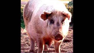 Michael Hurley &amp; The Chabs : Hog Of The Forsaken (Live)