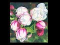 Strathmore Learning Series Watercolor Flowers Apple Blossoms