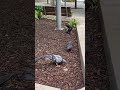 Doves at NEw York City  #Doves #nyclifeexperience #MAnhattan