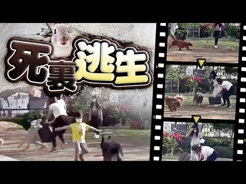 兔狗