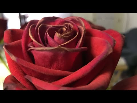 The Bible reading of the day: 1 chronicles 1:29-31 and Hebrews 1:1-14