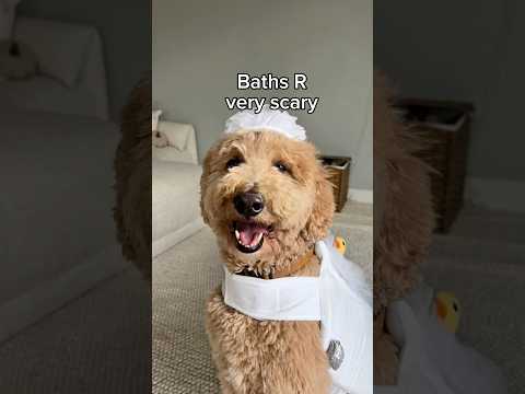 Oliver never misses an opportunity for free treats #dogs #dogcomedy