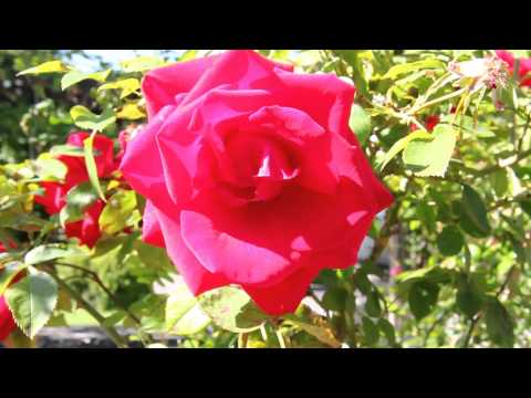 Die Rose im VOL.AT-Gartentipp