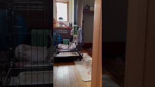 置いていかれないように必死のワンコ！#shorts  #フレンチブルドッグ #vlog #frenchie 　  "A dog desperately trying to keep up."