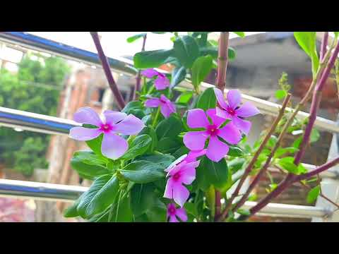 Nature Video Chenematic || Flower Edit 🌸