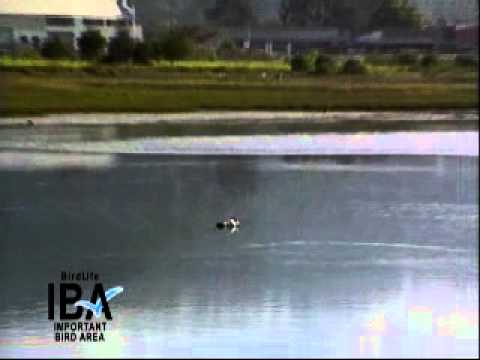 BirdLife South Africa's Important Bird Areas