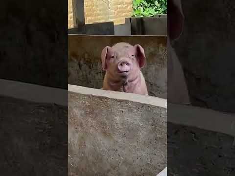 Haha, Tag the person who looks most like it and watch!