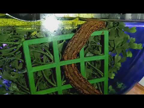 Hirudo Verbana Leeches