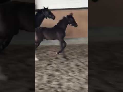 Sezuan Stutfohlen Oldenburger 2018