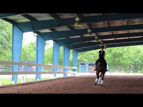 FEI Gelding by Sorento (Sandro Hit x Donnerhall) x Silvio I