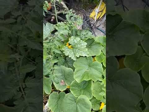 園芸 かぼちゃ、かぼちゃ