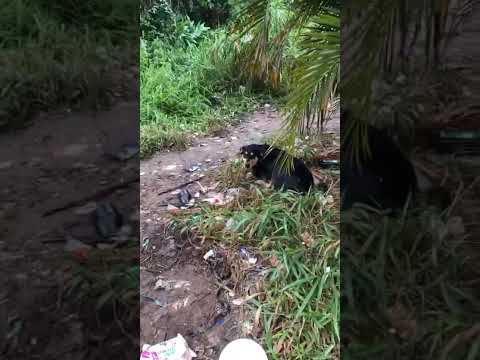 CACHORROS ABANDONADOS NA LIXEIRA DA SAMA E LARANJEIRAS