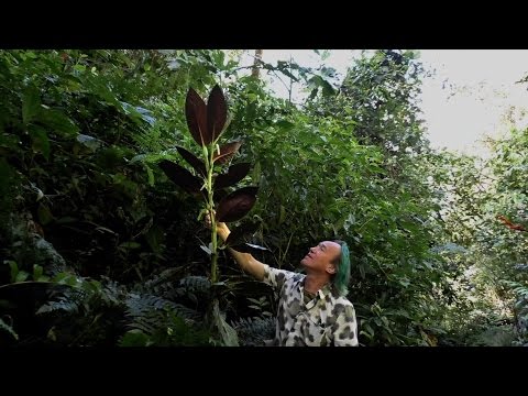 FIELD TRIP WITH PATRICK BLANC IN PERU - CUZCO TO MANU & MACHU PICCHU